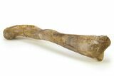 Cretaceous Fossil Crocodyliform (Borealosuchus) Femur - Montana #280908-2